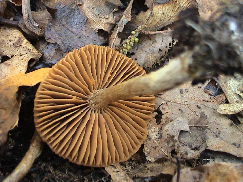 Vari funghi primaverili